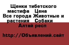 Щенки тибетского мастифа › Цена ­ 80 - Все города Животные и растения » Собаки   . Алтай респ.